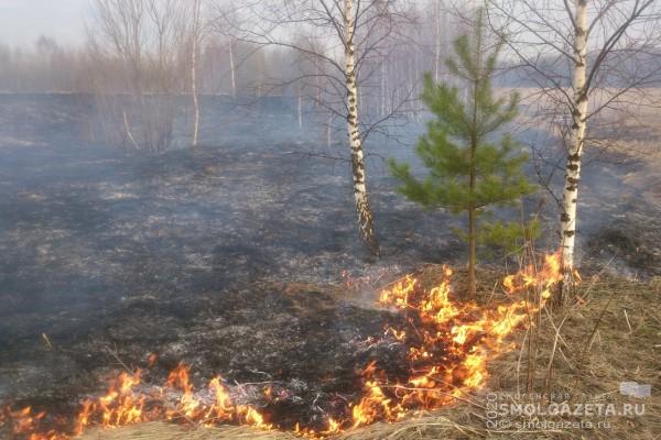 За сутки в Смоленской области потушили 20 «травяных пожаров»
