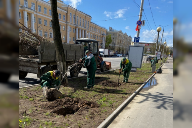 В Смоленске высадили еще более 20 взрослых саженцев лип