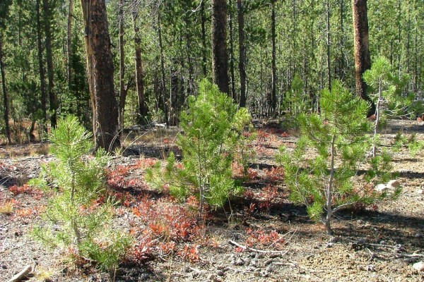В Смоленской области высажено порядка 10 миллионов деревьев
