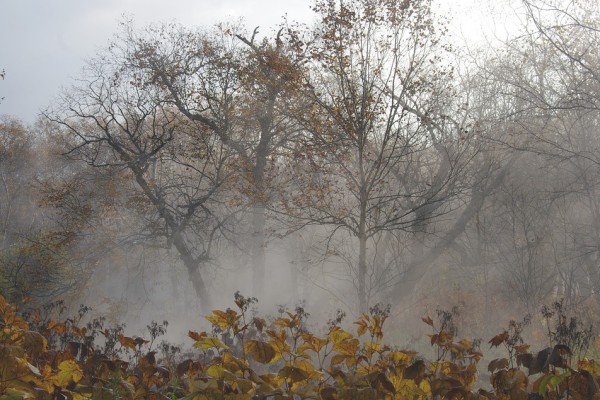 В первый день ноября в Смоленске будет холодно и пасмурно