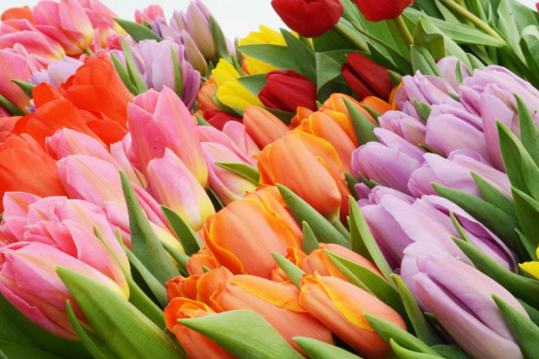 В Смоленской области вырастили полмиллиона тюльпанов 58 сортов