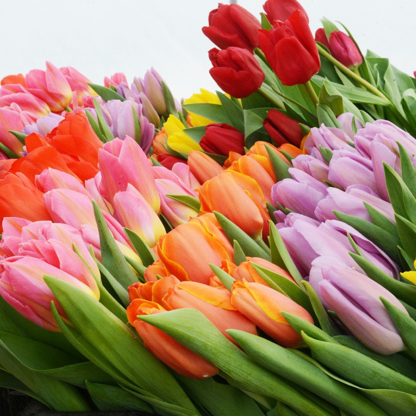 В Смоленской области вырастили полмиллиона тюльпанов 58 сортов