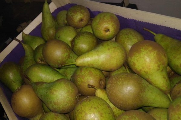 Смоленские таможенники задержали два автомобиля с грушами и яблоками