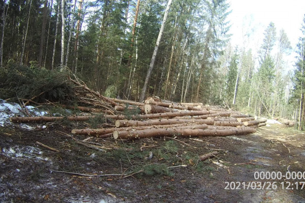 В Смоленской области выявили незаконную рубку лесных насаждений 