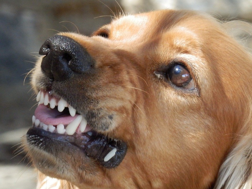 Смоленский следком проводит проверку по факту нападения собак на ребенка