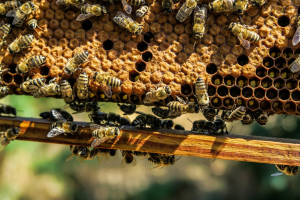 Смолянам напоминают: содержание и разведение пчел – ответственный процесс 