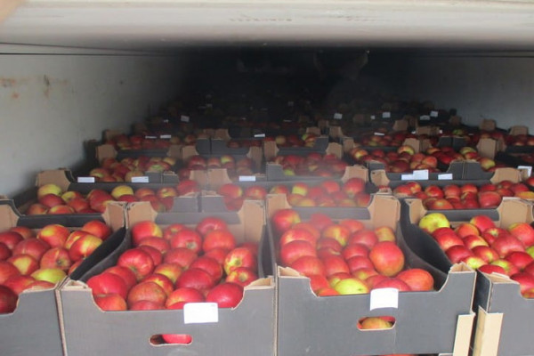 В Смоленской области задержали партию «пивных» яблок