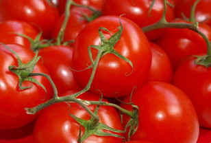В Смоленской области утилизировали 3,88 тонны томатов неизвестного происхождения