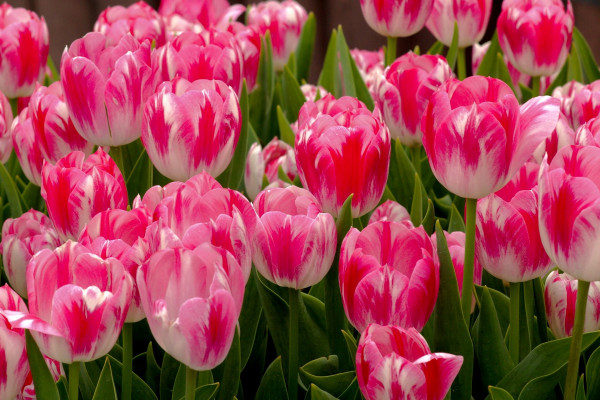 Смоленский предприниматель вырастил около полумиллиона тюльпанов