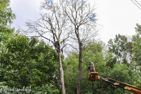 В Смоленске ведут ежедневный мониторинг аварийных деревьев