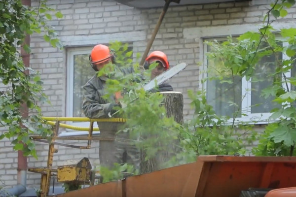 В Смоленске бригады «Зеленстроя» спиливают засохшие деревья 