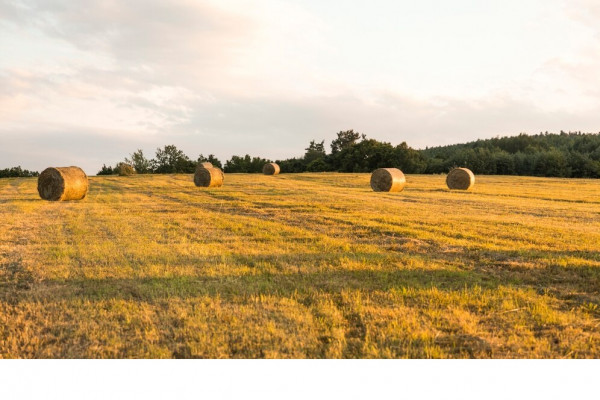 В Смоленской области в сельхозоборот введено около 50 га ранее зараставших земель