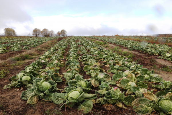 В колонии-поселении №7 Смоленской области собрали свыше 776 тонн овощей