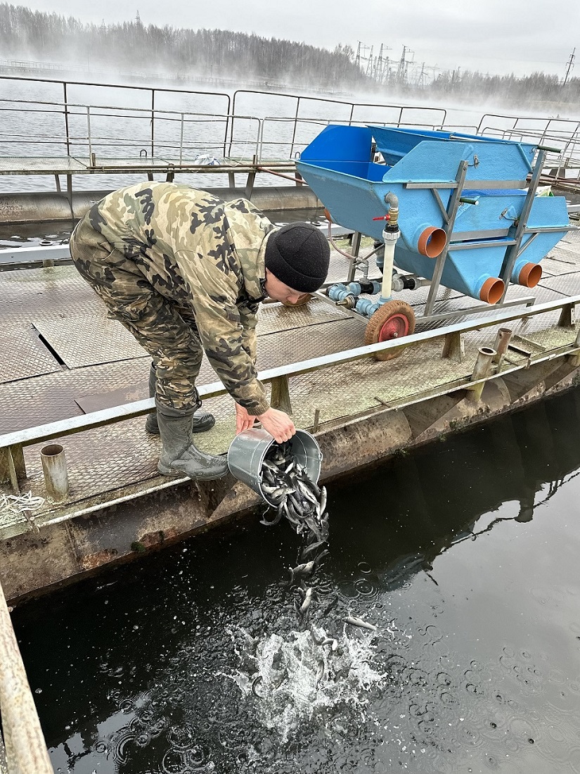 Смоленская АЭС выпустила более 41 тысячи мальков чёрного амура в Десногорское водохранилище