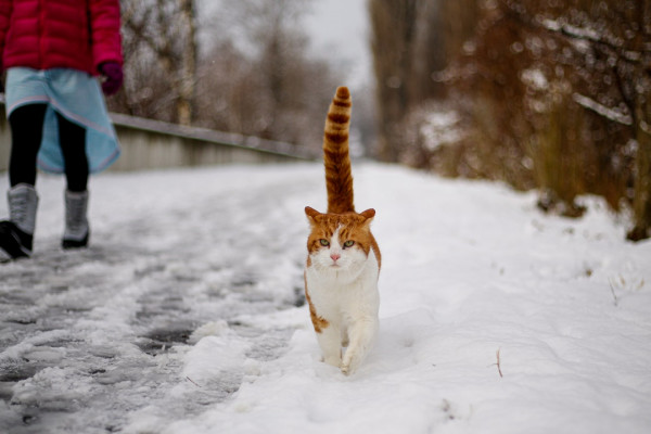 23 декабря в Смоленске ожидаются осадки в виде снега и мокрого снега