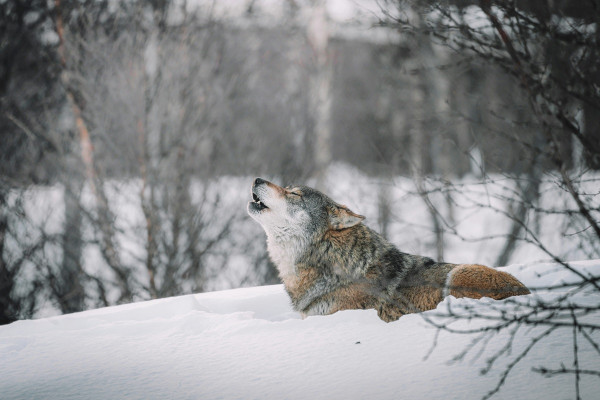Охота на волков в Смоленской области продлится до 31 марта