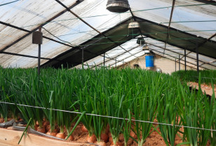 В исправительной колонии № 2 смоленского УФСИН собран первый урожай зеленого лука