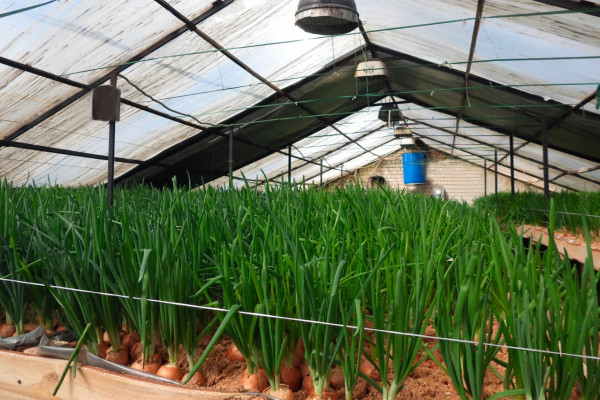 В исправительной колонии № 2 смоленского УФСИН собран первый урожай зеленого лука