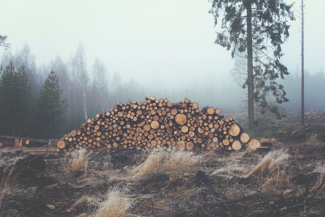 Вырубка деревьев в лесу