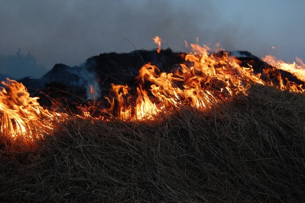За сутки в Смоленской области произошло 15 палов травы