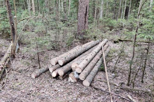 Житель Гагаринского района незаконно спилил деревья на сумму более 325 тысяч рублей