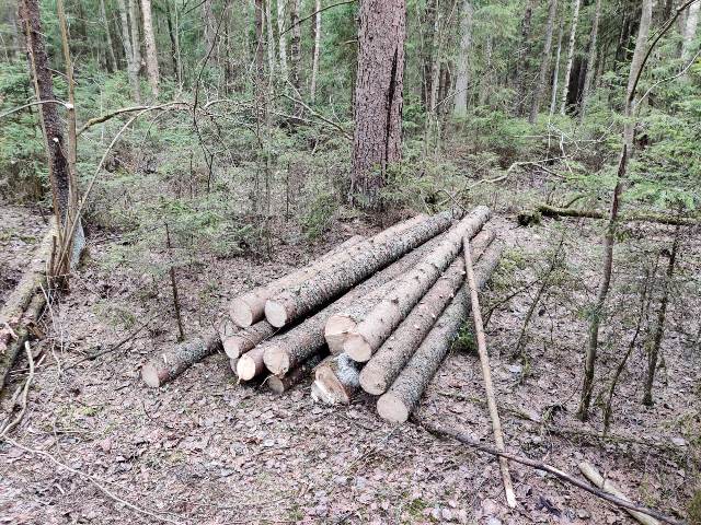 Житель Гагаринского района незаконно спилил деревья на сумму более 325 тысяч рублей
