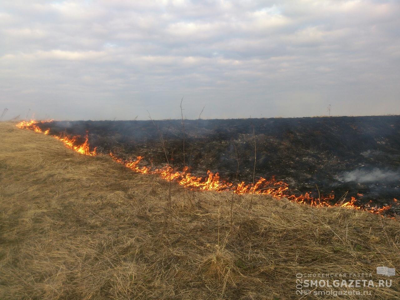 С начала года на Смоленщине произошло 1,5 тысячи возгораний сухой травы