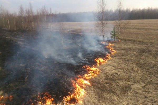 345 административных протоколов за палы травы составили смоленские пожарные в 2020 году
