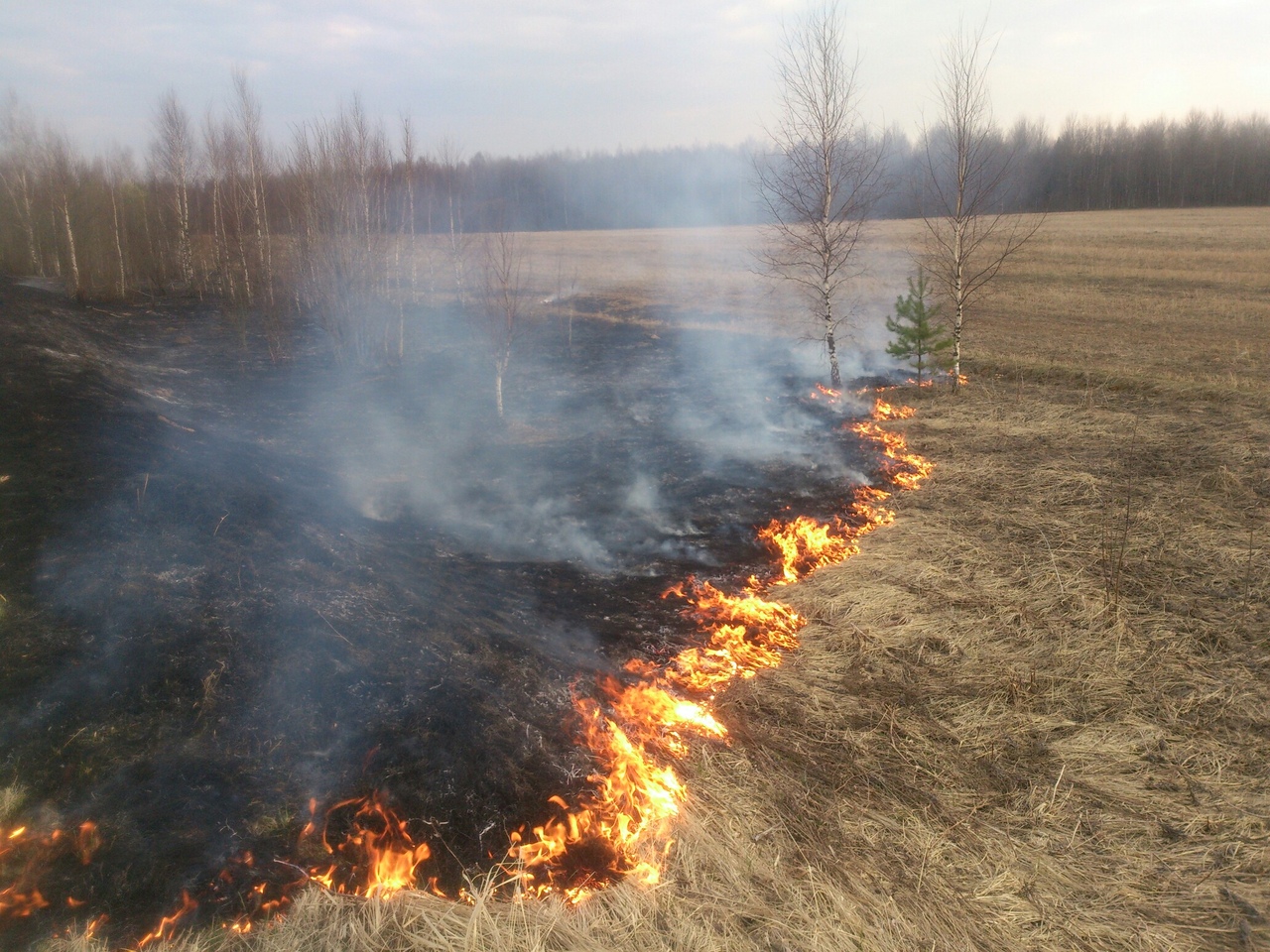 345 административных протоколов за палы травы составили смоленские пожарные в 2020 году