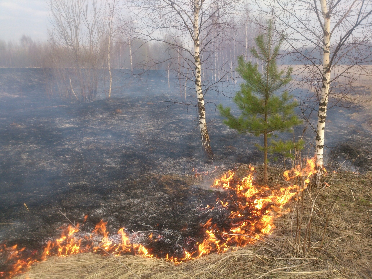 На Смоленщине с начала года произошло более 1640 ландшафтных пожаров