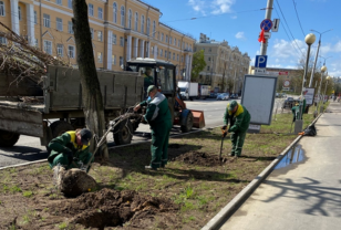 В Смоленске высадили еще более 20 взрослых саженцев лип
