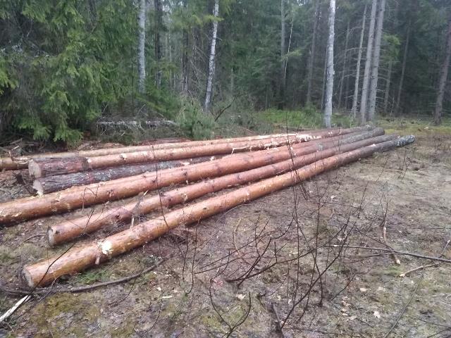 Смолянин нарубил леса на 420 тысяч рублей