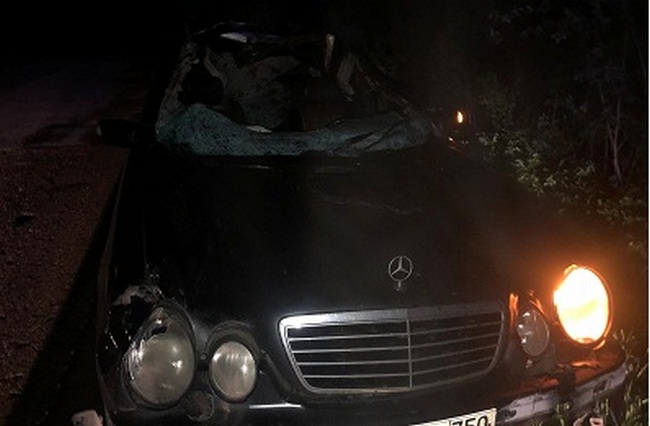 В Кардымовском районе водитель сбил на трассе лося