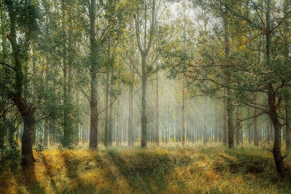 В Смоленской области система «Лесохранитель» бережет лес от пожаров