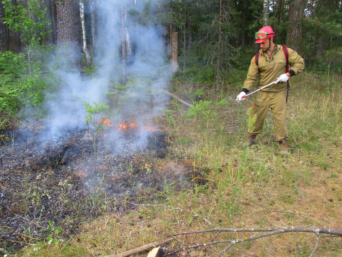 Лесопожарные подразделения Смоленской области организовали патрулирование лесного фонда.