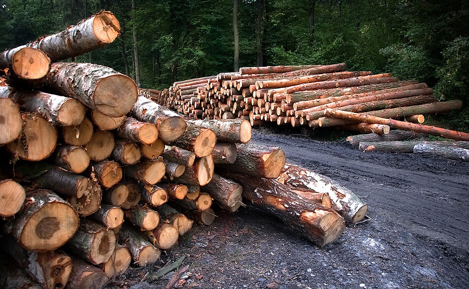Смолянин незаконно спилил деревья на сумму около 200 тысяч рублей