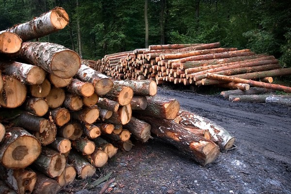 В Рославльском районе местный житель незаконно срубил более 20 деревьев