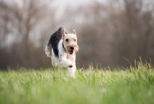 В Смоленске завершают строительство площадки для выгула собак