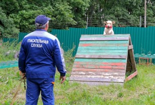 В Смоленске дети познакомились с работой собак-спасателей