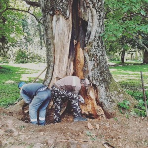 В «Хмелите» лечат старинные деревья