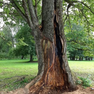 В «Хмелите» лечат старинные деревья
