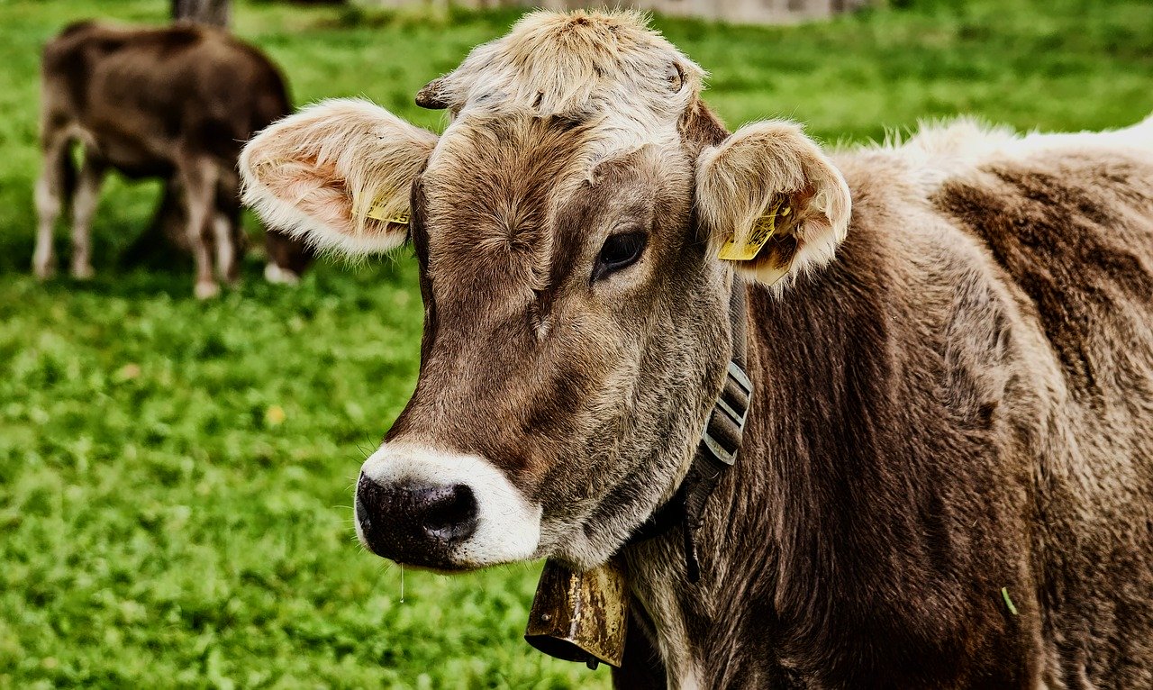 Смоленская область увеличила экспорт животноводческой продукции