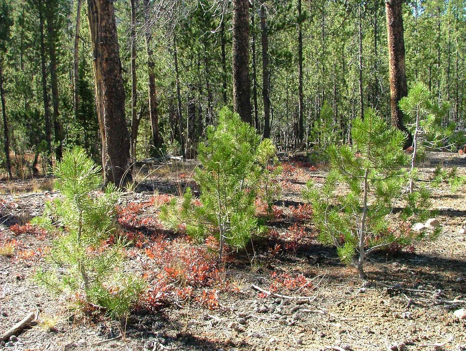 В Смоленской области высажено порядка 10 миллионов деревьев