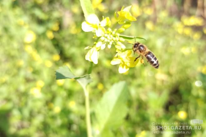 После укуса пчелы в Тёмкинском районе погибла женщина