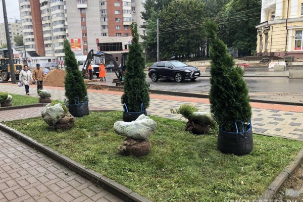 В Смоленске на улице Николаева украли саженцы можжевельника