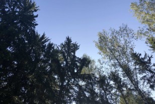Осенью в Смоленске появится более 600 деревьев и кустарников