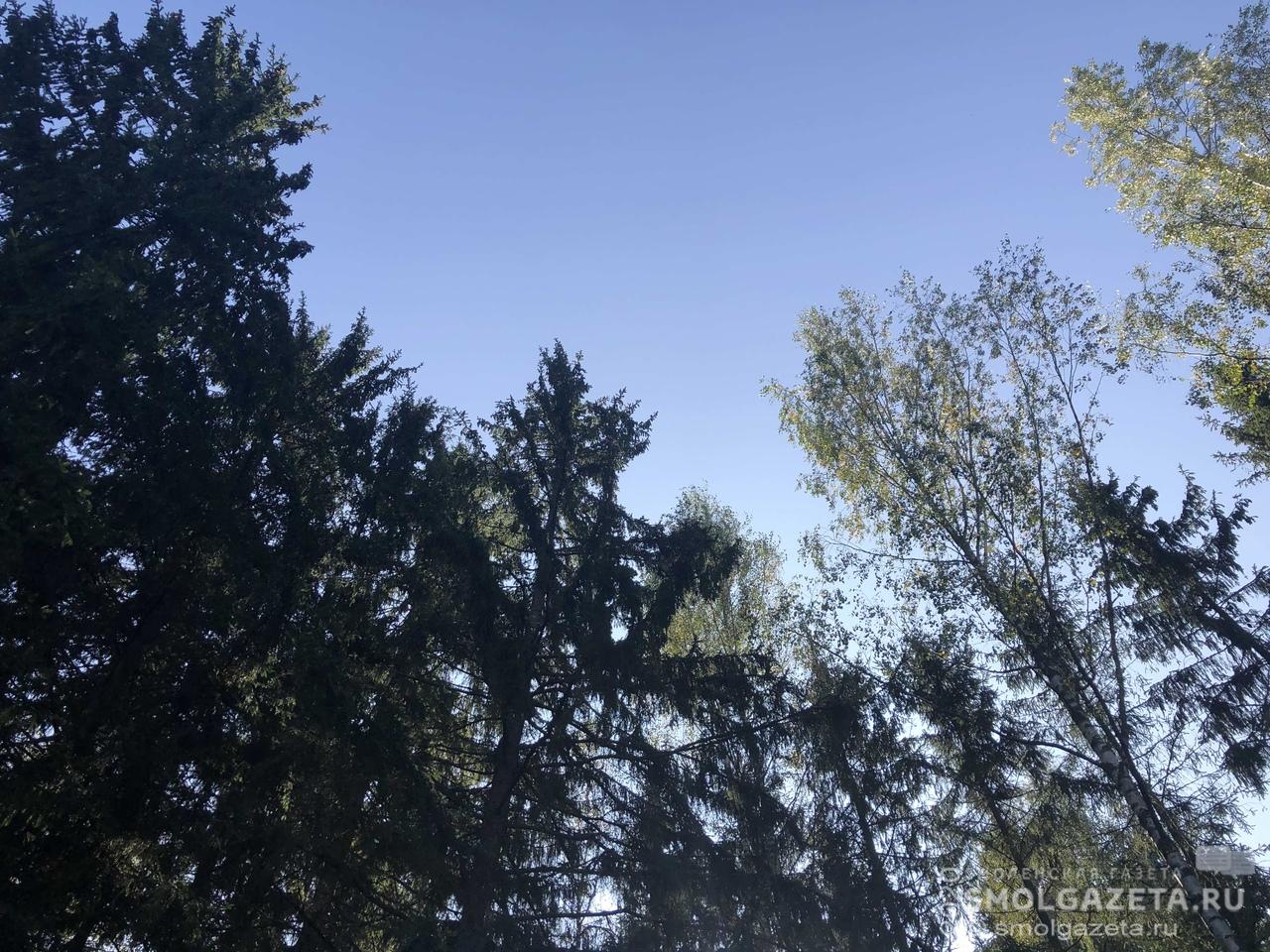 Осенью в Смоленске появится более 600 деревьев и кустарников