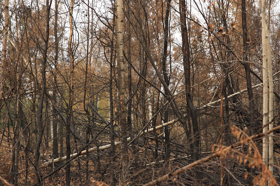 Смоленские спасатели подвели итоги пожароопасного сезона в лесах