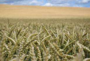 17 районов Смоленской области завершили уборку урожая