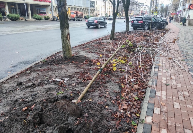 В Смоленске вандалы «объявили войну» деревьям на улице Николаева